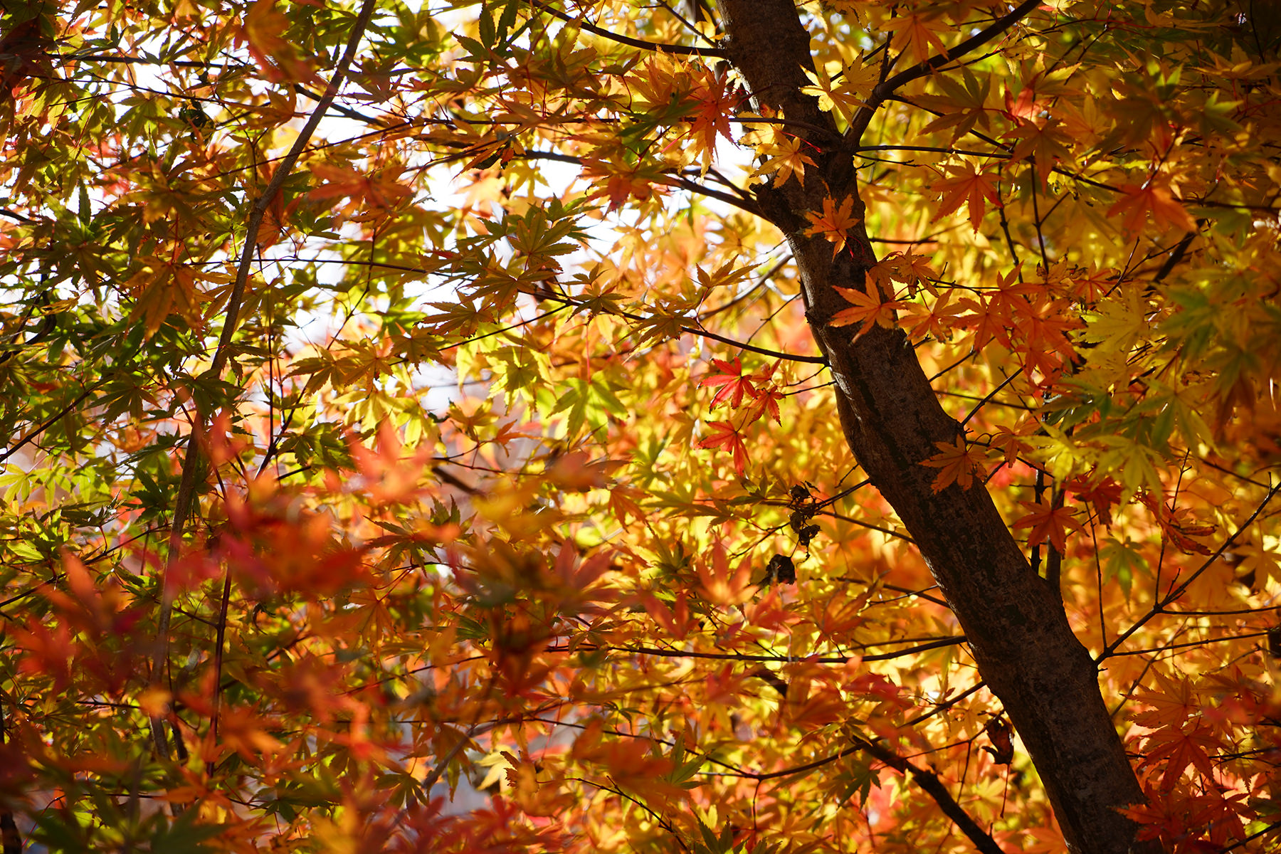 秋-3 紅葉のアップ